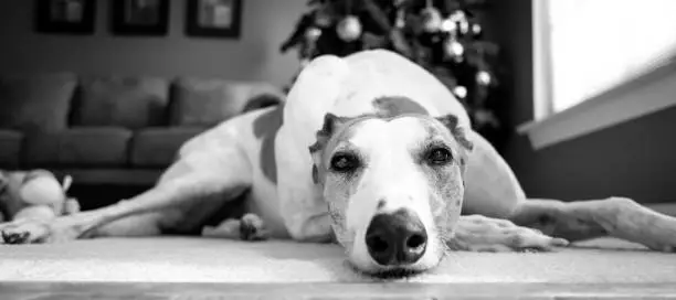 A grayscale closeup of a Whippet dog lying on the floor.