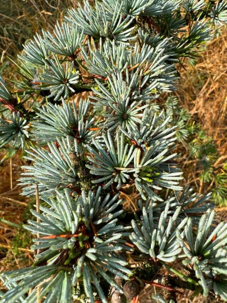 istock Closeup on a twig with clustered needles form the Maritime pine, Pinus pinaster 1421230012