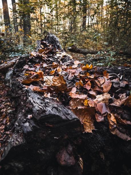 istock Vertical shot of a fallen tree trunk with autumn foliage. 1421230204