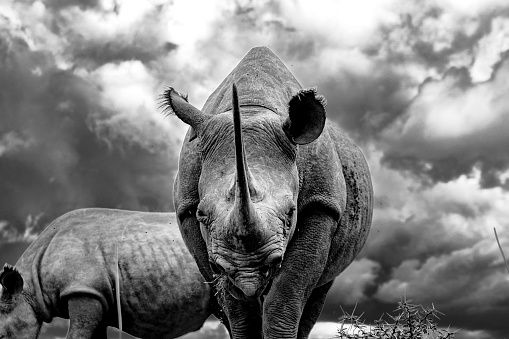 A grayscale closeup of a black rhinoceros grazing in the savanna. Diceros bicornis.