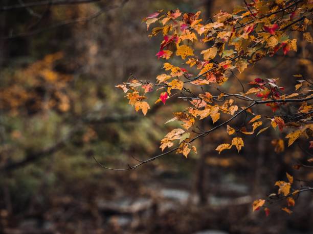 istock Beautiful autumn background with colorful foliage. 1421230502