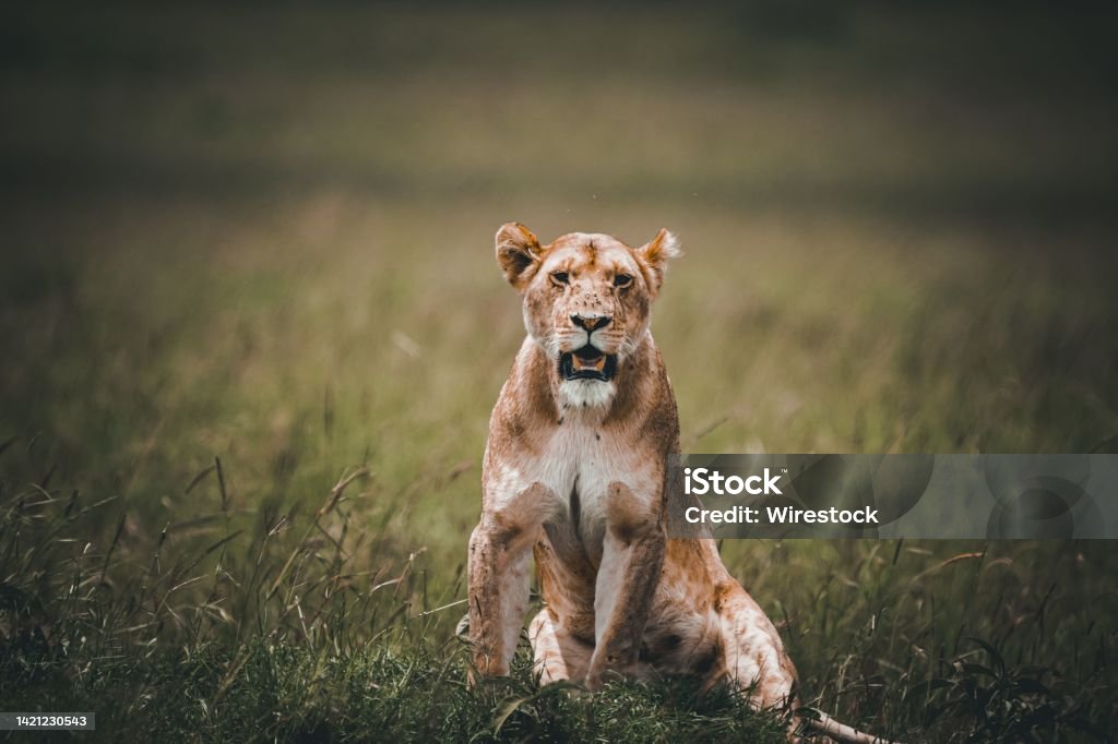 Beautiful portrait of a female lion in the field on a sunny day A beautiful portrait of a female lion in the field on a sunny day Animal Stock Photo Beautiful portrait of a female lion in the field on a sunny day A beautiful portrait of a female lion in the field on a sunny day Animal Stock Photo
