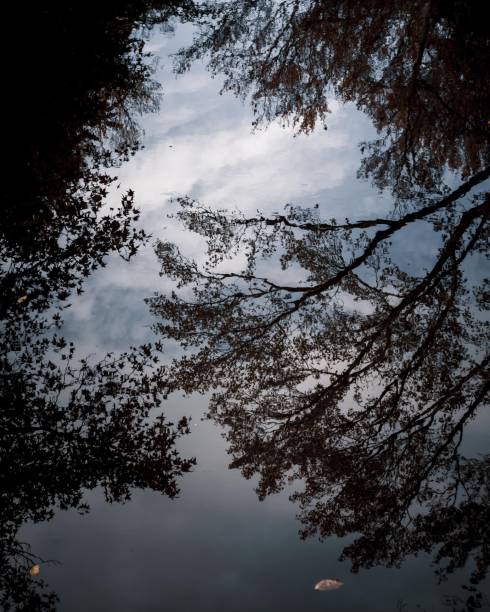 istock Vertical shot of tree branches against the cloudy sky reflected on the water's surface. 1421230833