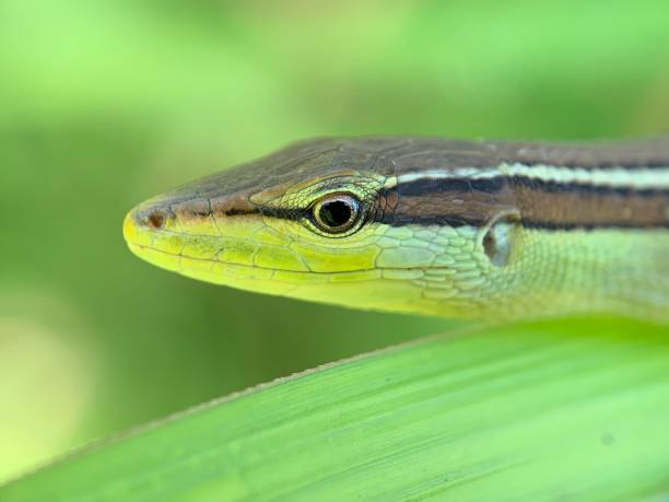 Closeup shot of a long tailed grass lizard head on a plant leaf A closeup shot of a long tailed grass lizard head on a plant leaf long tailed lizard stock pictures, royalty-free photos & images