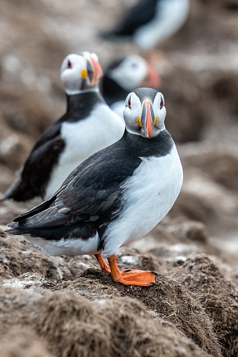 a vertical shot of three puffins standing on rocks facing the camera.