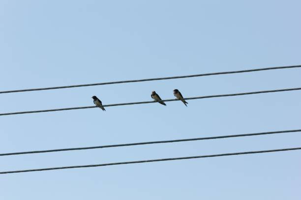 istock Small birds perched on the black wire against a blue sky 1421231270