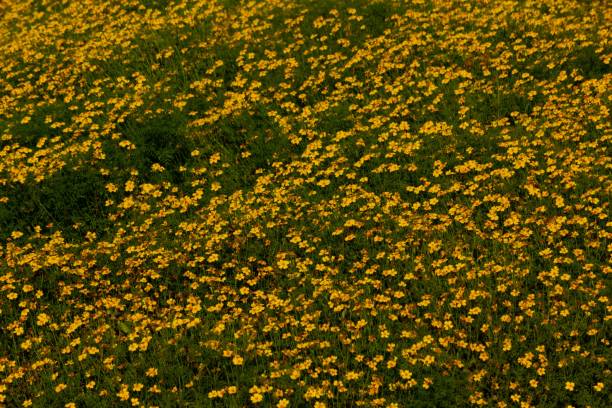 schönes feld mit gelben blumen an einem sonnigen tag - sunnyvale california stock-fotos und bilder