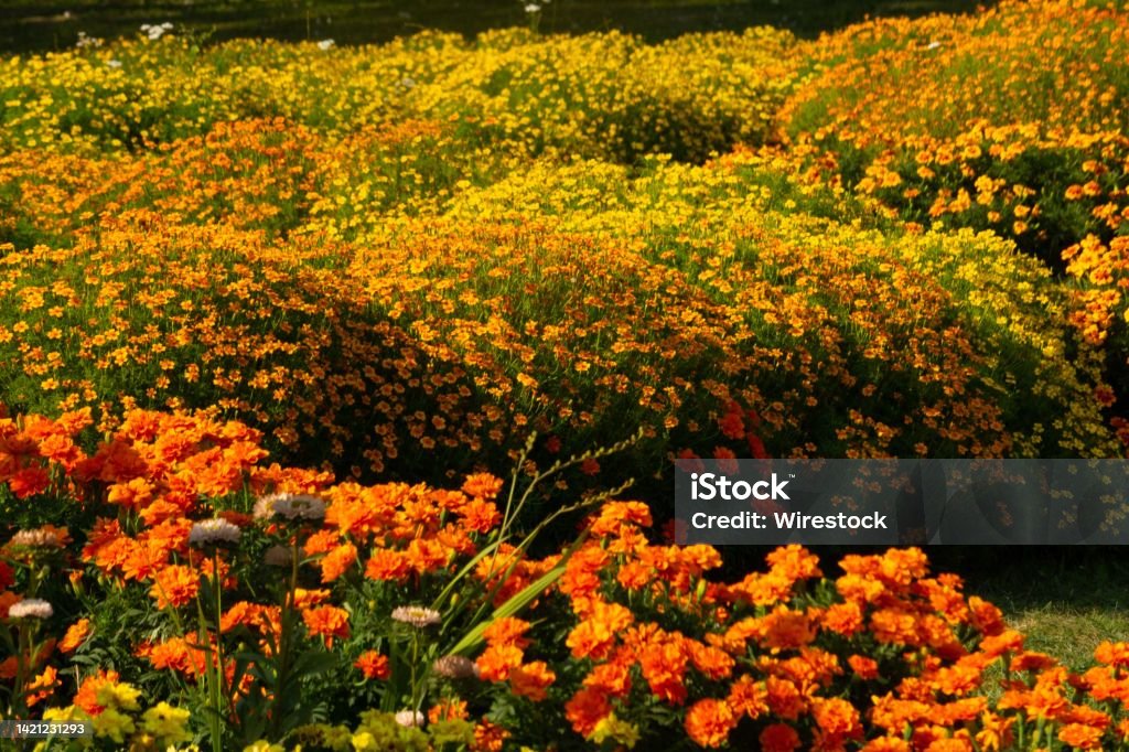 Hermoso Campo De Flores Coloridas En Un Día Soleado Foto de stock y más  banco de imágenes de Aire libre - iStock