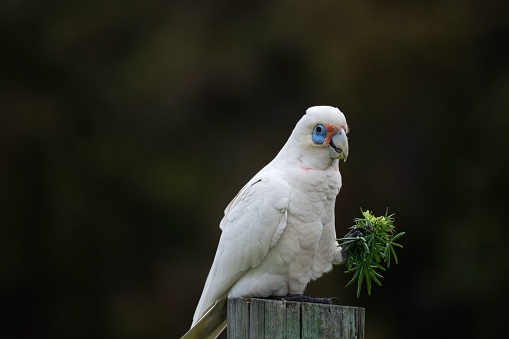 A funny corella (Licmetis) on a bar fence with a plant leave on its mouth