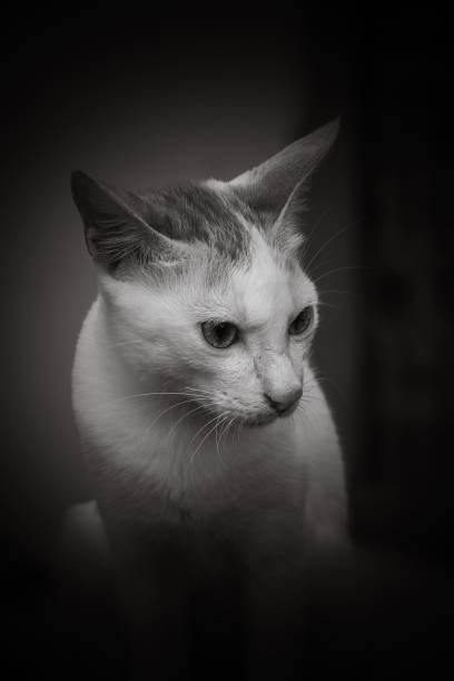 istock Adorable cat's face in black and white 1421231599