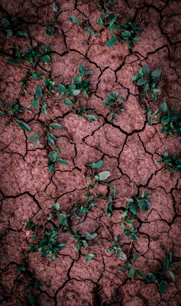 istock Vertical closeup of rough textured red dry soil after a long drought. 1421231895