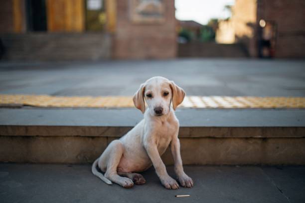 istock stray puppy dog in Georgia 1421232046
