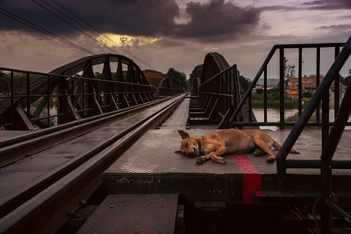 Murder on the river Kwai bridge. A dog laying down on red paint streak seems to be a crime scene. Death railway.