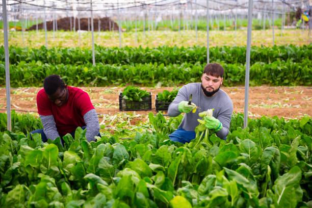 istock Hired workers harvest mangold in a greenhouse 1421233025