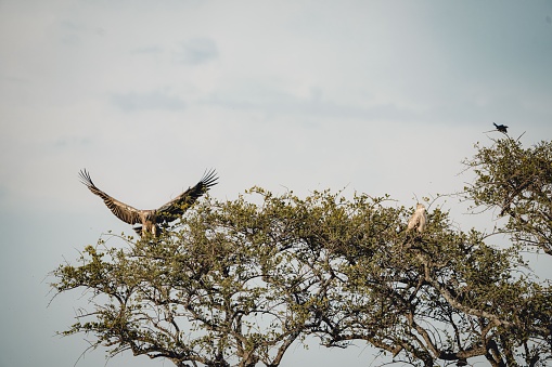 A beautiful shot of a Predator bird on the tree