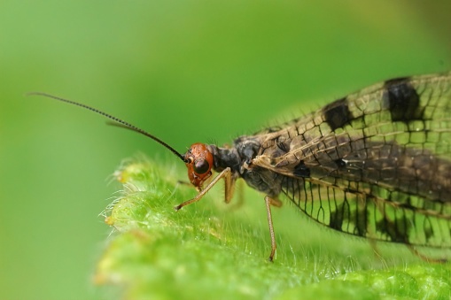 Closeup on a large Stream lacewing, Osmylus fulvicephalus, sitting on a leaf with closed wings