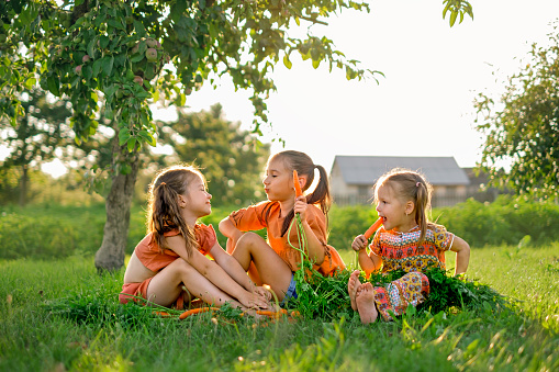 Three amusing mischievous children are laughing merrily sitting in the garden on the grass and eating fresh carrots grown on the farm. Girls at sunset on a summer evening