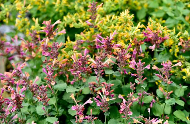 Closeup of Mexican giant hyssop (Agastache mexicana) A closeup of Mexican giant hyssop (Agastache mexicana) agastache stock pictures, royalty-free photos & images