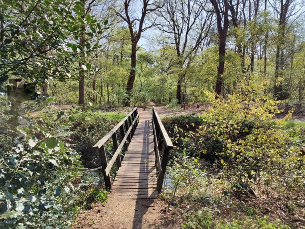 istock Wooden bridge over a river in the forest 1421234890