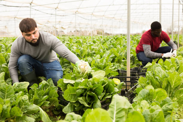 istock Chard harvesting process in a greenhouse 1421234926