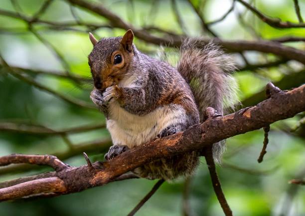 istock Selective focus shot of squirrel on the tree branch 1421234927