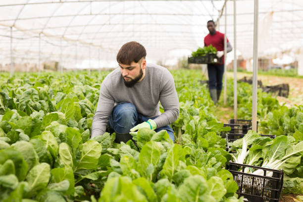 istock Young farmer harvesting Swiss chard 1421234935