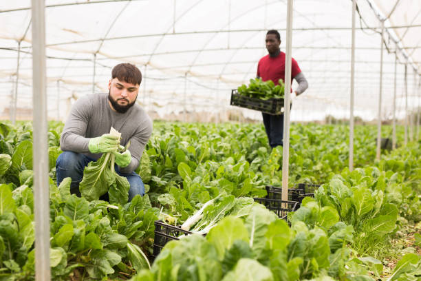 istock Young farmer harvesting Swiss chard 1421234956