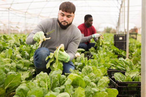 istock Young farmer harvesting Swiss chard 1421234971