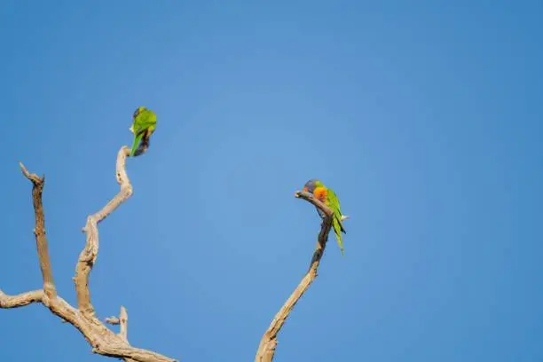 Two adorable Loriini parrots standing on the dry branches of a tree against a clear cloudless sky