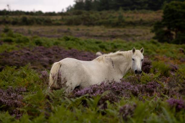 istock Adorable white horse in a field with tall plants 1421235028