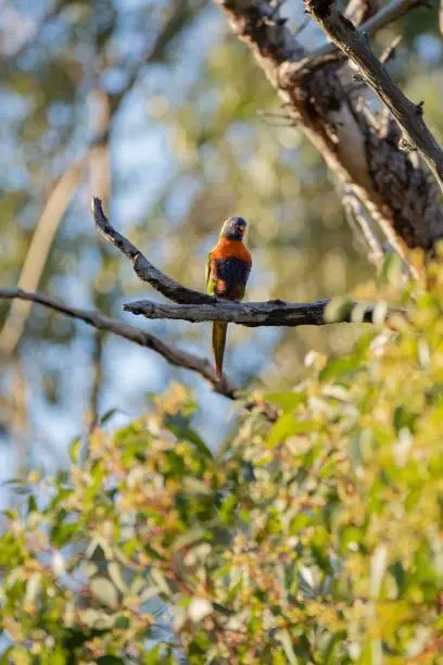 A colorful Loriini parrot standing on a tree branch on a sunny day