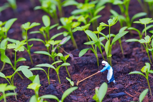 A peasant woman working with a rake between parsley seedlings, young sprouted parsley, macro photo