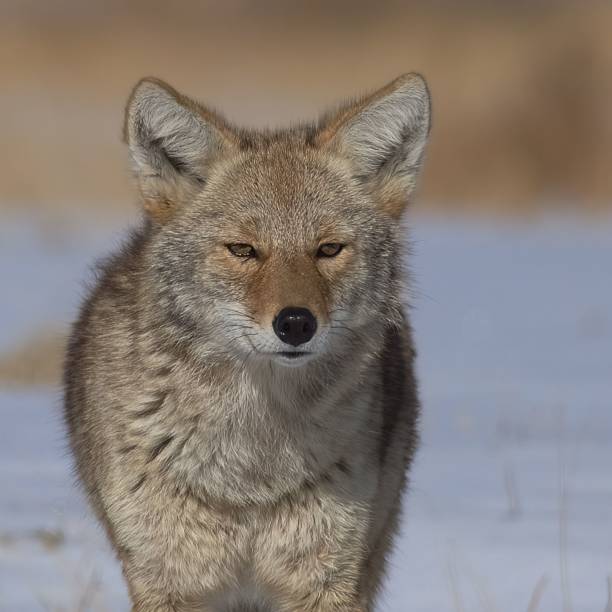 istock Coyote (Canis latrans) in the Colorado 1421235430