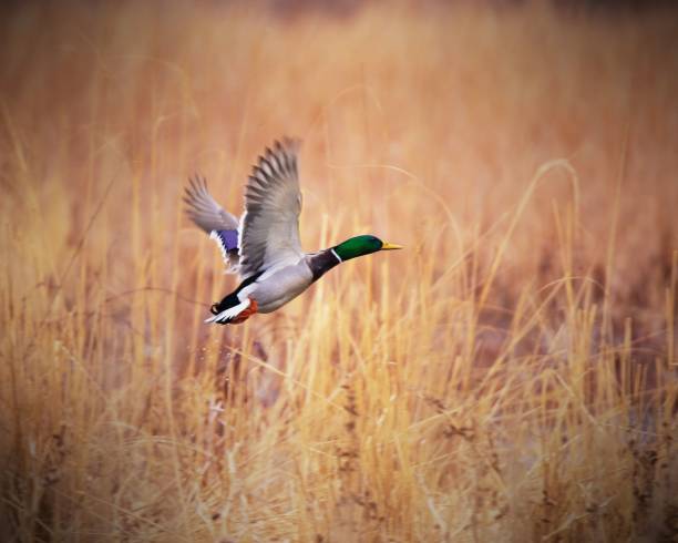 istock Mallard duck (Anas platyrhynchos) taking flight out of a marsh 1421235436