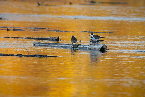 A group of killdeers (Charadrius vociferus) on a floating log in the South Platte River