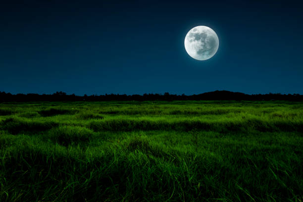 istock Night scene in grassland 1421235488