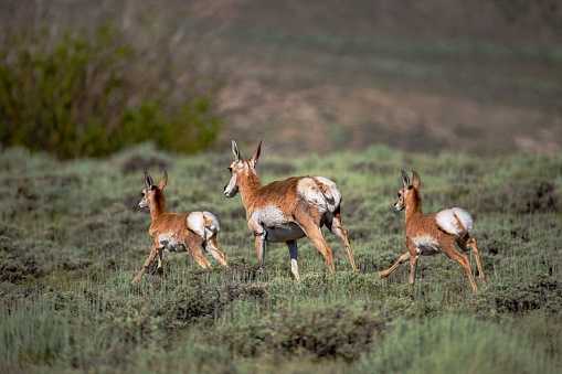 A group of Antelopes running in a field