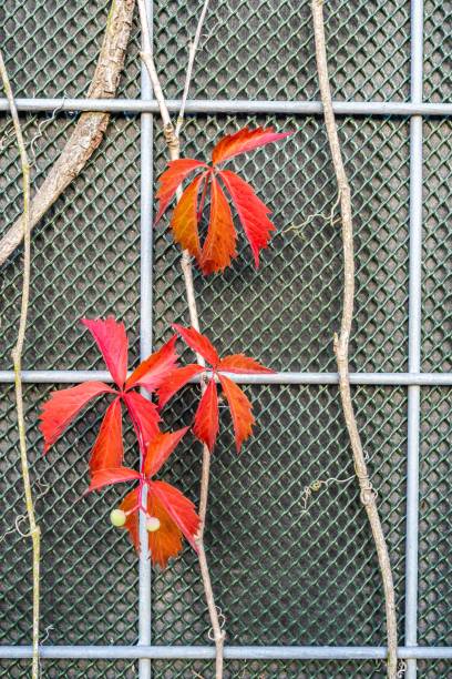 istock Red leaves and a barrier 1421235839