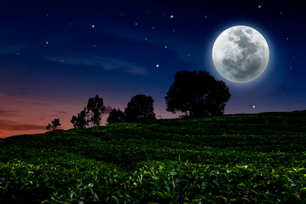 holm oak at dusk with the full moon in the twilight sky in a field in Palencia
