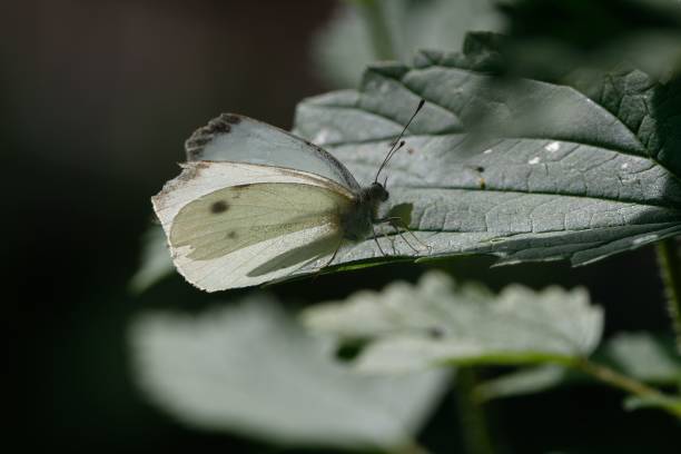 istock Closeup shot of a white butterfly on a leaf 1421236273