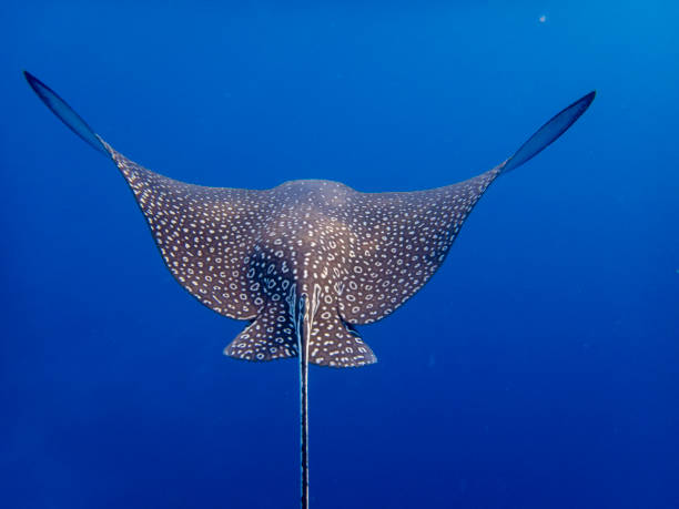 istock Myliobatidae or Eagle Ray found in the Red Sea, Hurghada, Egypt 1421236461
