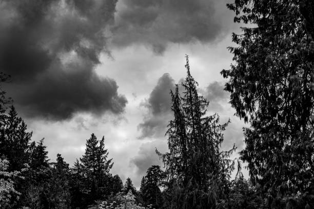 A grayscale of fir trees in a forest on a cloudy day