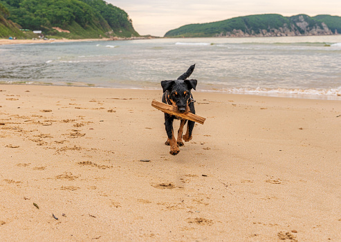 Adorable dog runs along the beach after a stick. High quality photo