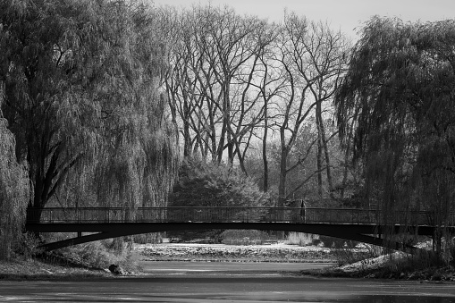 A grayscale of a bridge in a dense forest