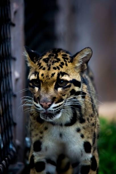 istock Vertical portrait of a young leopard 1421236784