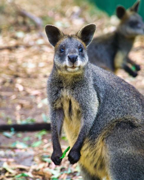 istock Vertical closeup of a wallaby 1421236812