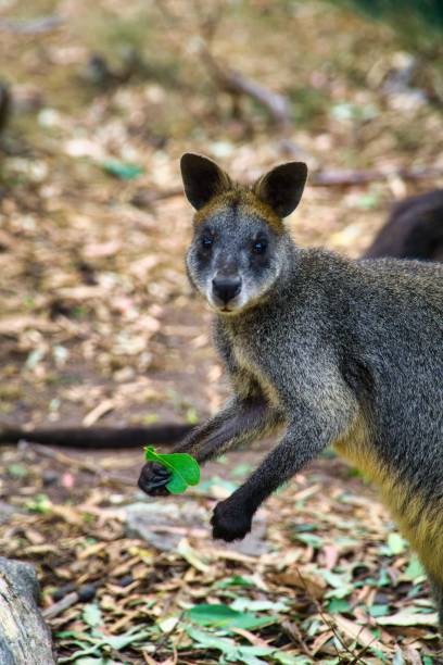istock Vertical closeup of a wallaby 1421236813