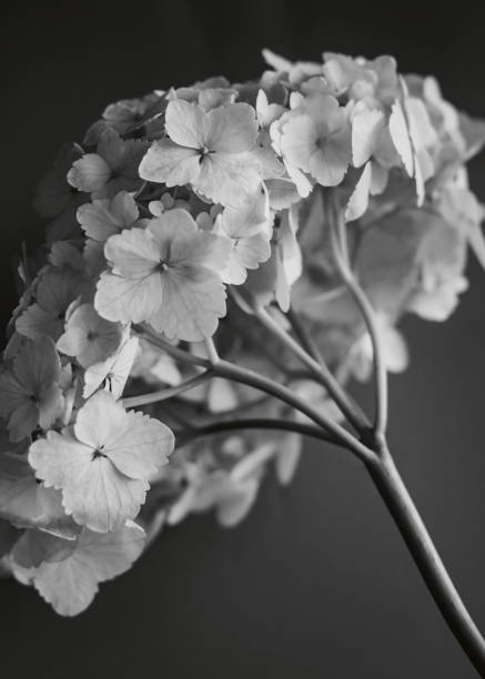 istock flowers and gardens. 1421237082