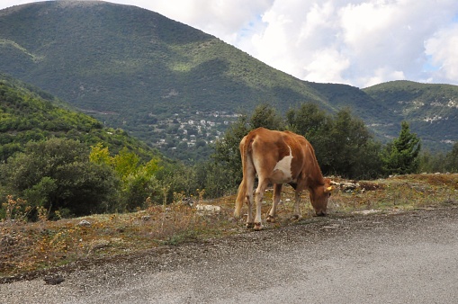 Cow grazing on a road near a cliff in mountains of Greece
