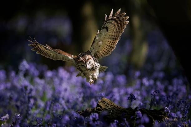 istock Tawny owl landing on a fallen tree trunk. Strix aluco. 1421238292